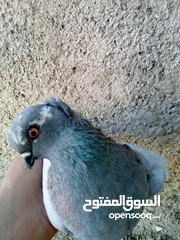  1 طواير للبيع