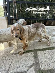  2 English setter male and female