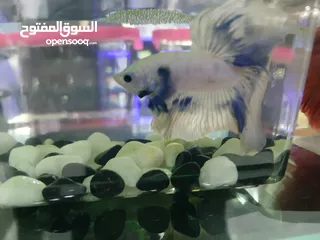  10 betta Fish Available  with good Colour سمكة بيتا