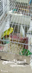  1 كوم طيور حب بلدي شغالات