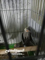  4 مجموعة فراخ كوكتيل
