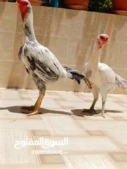  4 جاج ألماني
