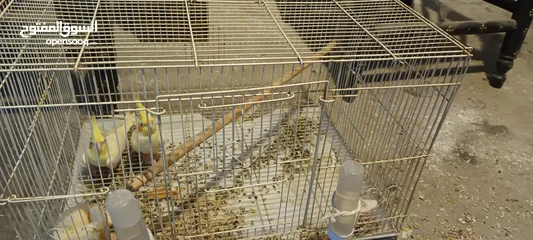  1 للبيع زوج طيور كوكتيل لاتينو بالصحه ممتازه ومنتجين المواصفات في الوصف