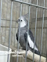  3 كوكتيل ذكر نار جاهز للتزاوج عروض عيد الأضحى المبارك
