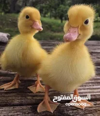  2 بط بلدي مطعم  بداية فطم بياكلن لحالهم