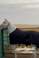  1 حصان عربي للبيع