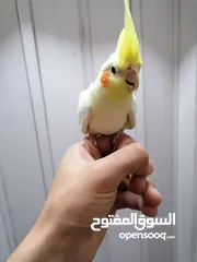  10 كوكتيل اليفات لاتينو عين حمراء