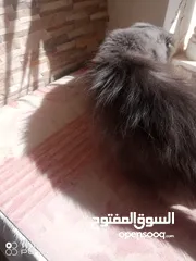  3 يوجد ست قطط نوع شيرازي للبيع