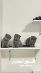  4 scottish fold kittens