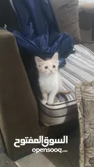  8 بيع قطط شيرازي