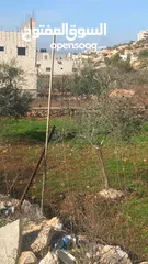  1 ارض للبيع صالحه للبيناء في عين قنيا  مساحه مختلفه وسعر مختلف