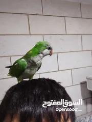  1 ببغاء كويكر أليف جدا للبيع او بدل على جوزين روز مش اليفات أو كنار