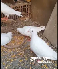  2 حمام لاحم فرنسي شغال  للبيع