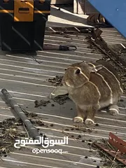  8 أرانب بصحة فوق الممتازه و مأكل ومشرب من افضل ما يكون مختلفة الأنواع و الأحجام والأعمار للبيع حصرا