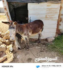  5 حماره عمر 4سنوات عشار للبيع ساغ سلم المفرق