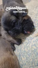  1 جراو مالينوا الأصل  للبيع  عمر عشرين يوم