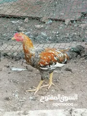  5 للبيع ديكه باكستانيات اقرا الوصف