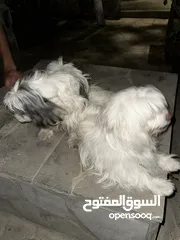  5 كلاب مالتيز للبيع بسعر مغري قابل للتفاوض بشيء بسيط