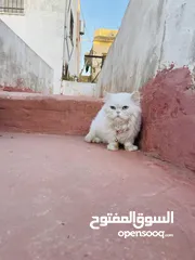  2 قطه شيرازي