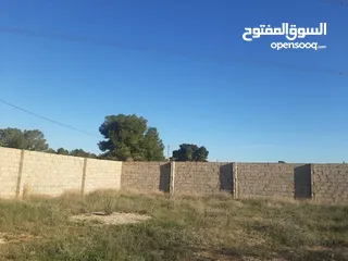  10 ارض مساحتها 500متر سيدي خليفة تاجوراء البيفي