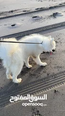  2 Male Samoyed imported from Ukraine with pedigree