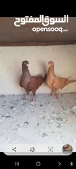  1 موجود اربع جواز شغالات موجود في حوله كاش وموجود فراخ مجروده