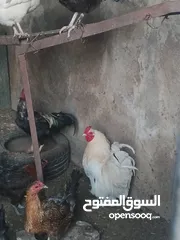  5 متاح بفضل الله ديك براهما أبيض بسعر 15 دينار وديك رزي حجم جامبو السعر ثمانيه