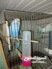  2 Parrots and cage