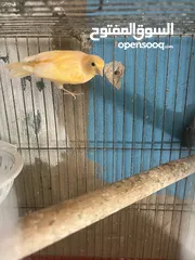  6 ثلث حبات كنار