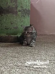  4 قط انثى شانشيلا للبيع بسعر مغري