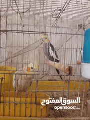  1 جوز كوكتيل شغال  100/100 السعر النهائى 30 دينار ببيض اربعه وبفقسن اربعه