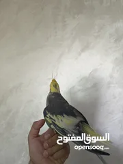  3 ذكر كوكتيل متكلم شوف الوصف .........................................................................
