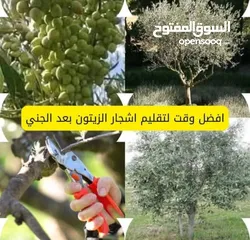  30 تشيك مزارع