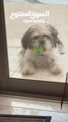  5 ذكر شيتزو عمر سنة تماما للبيع مع كافة اغراضه و بيته مطعم جميع التطعيمات مع دفتر