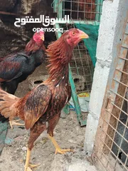  8 متاح بيض باكستاني خط اول..
