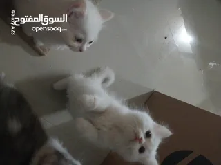  6 قطط صغيره جميله هيملايا علي شيرازي