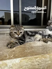  3 Scottish Fold Cats