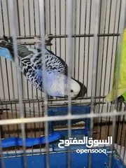  17 طائران من طيور الحب ( البادجي ) عرض جديد
