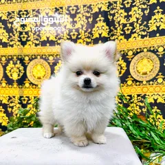  7 pomeranian dogs male and female 2 month old
