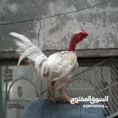  5 دجاج عرب وبشوش مصري