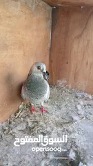  4 للبيع جواز