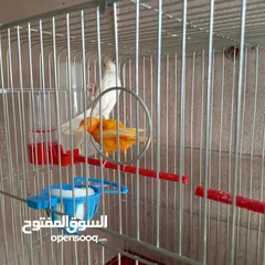  2 كنار للبيع