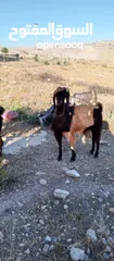  1 ماعز للبيع