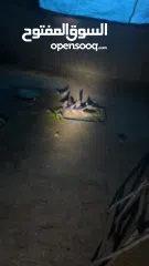  2 متوفر 19 حبة كوكتيل وايت فيس للبيع ال 19 حبه