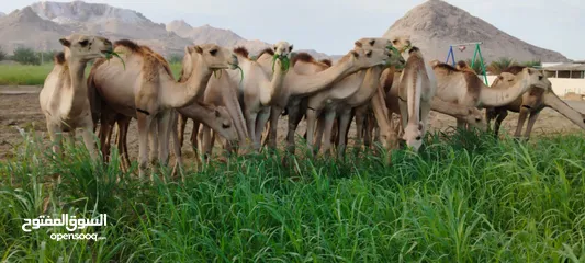  7 مزرعه قرن الكبش فرع بركاء وصول دفعه جديده من قعدان مراعي الجنوب