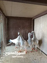  5 يهوديات المنيم