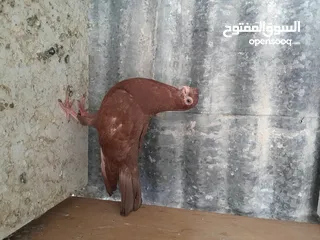  8 متاح  جواز  حمام الماني  كلو شغال جوز بلوني احمر تحته بيض وطيره مزهوراي حمره مع فرخها  وطيره مسوداي