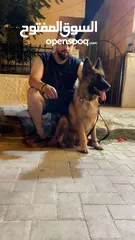  1 بسكليت هارلي
