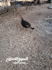  1 أرانب عدد7 كبير و2 صغير ديك حبش ديوك بلدي عدد 5