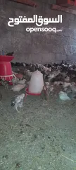  3 omani chicken